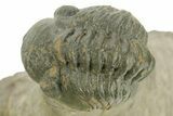 Curled Reedops Trilobite - Atchana, Morocco #377007-3